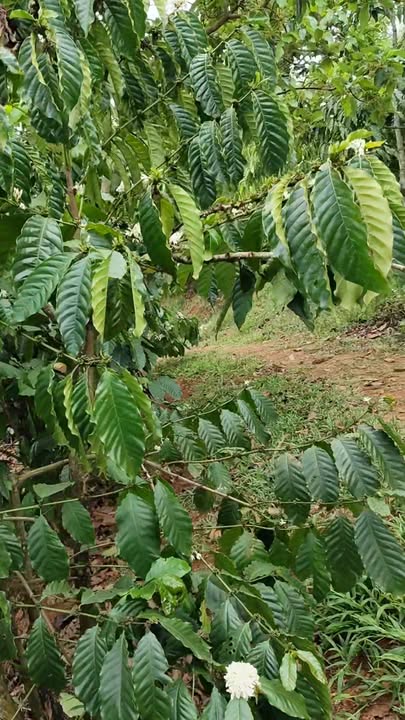 Đất vườn Quảng Khê 1.7ha, 3.2 tỷ - Sổ đỏ chính chủ, Đầu tư dài hạn!