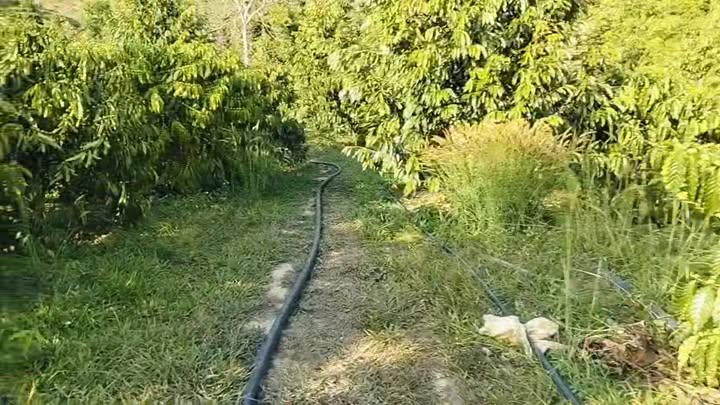 Farm Sầu Riêng 6ha Đắk Glong - Thu Nhập Ổn Định 4.2 Tỷ