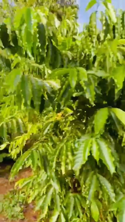 Rẫy Nghĩa Tân, Gia Nghĩa 1.2ha - Sinh thái xanh, ôm trọn suối lớn!