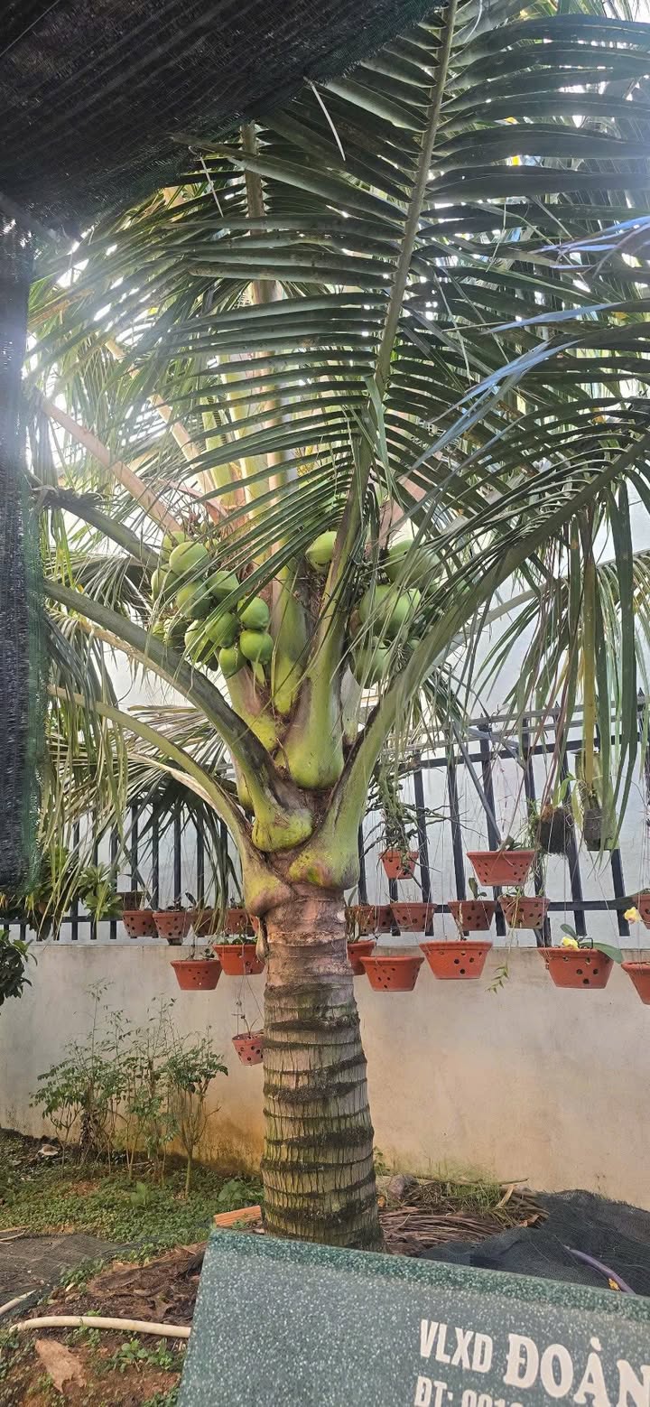 Nhà Vườn Nghỉ Dưỡng Phú Hội, Đức Trọng - 312m² Sổ Đỏ, Giá 4 Tỷ