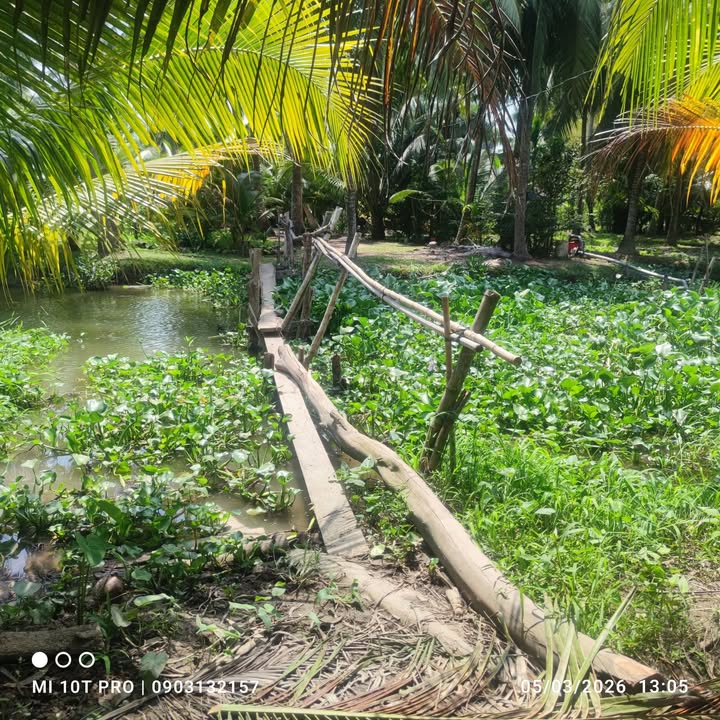 Đất Vườn Giồng Trôm, Bến Tre 2000m² giá 930 triệu - Đầu tư dài hạn!