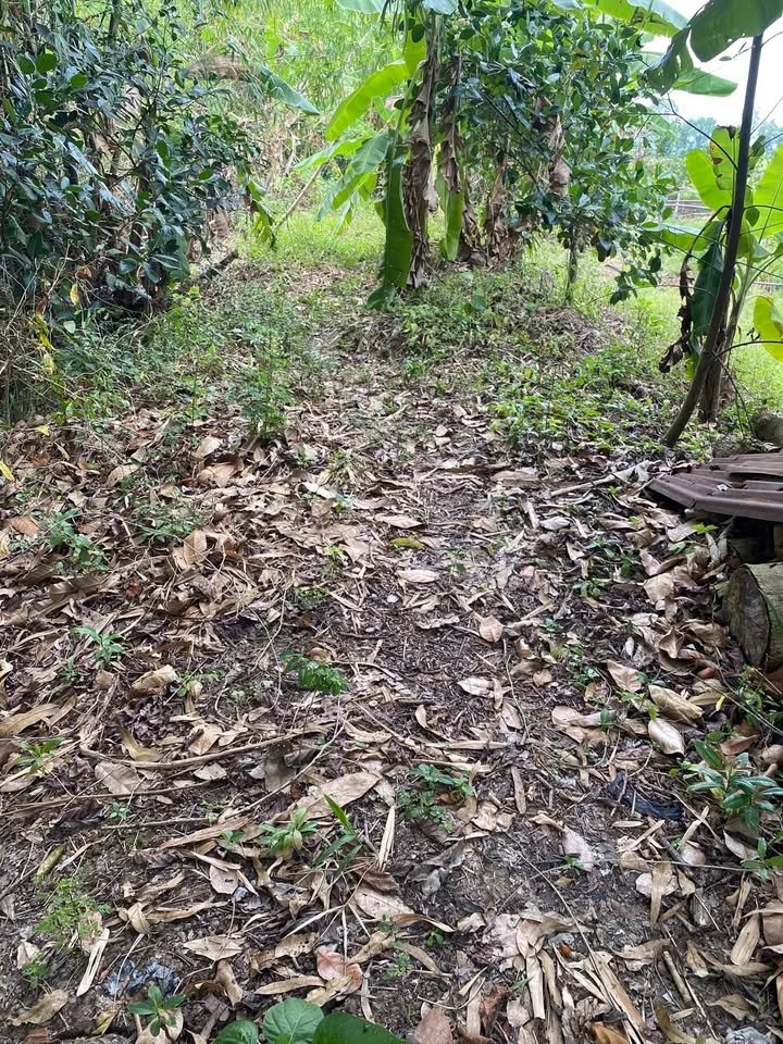 Đất vườn Vĩnh Chánh, Thoại Sơn 1392m² - Sổ đỏ chính chủ, tiềm năng sinh lời!