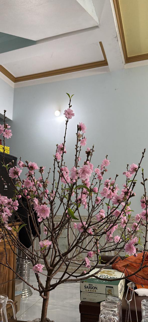 Đất nền Phú Cát Quốc Oai 500m² - Sổ đỏ chính chủ, ô tô vào tận nơi!