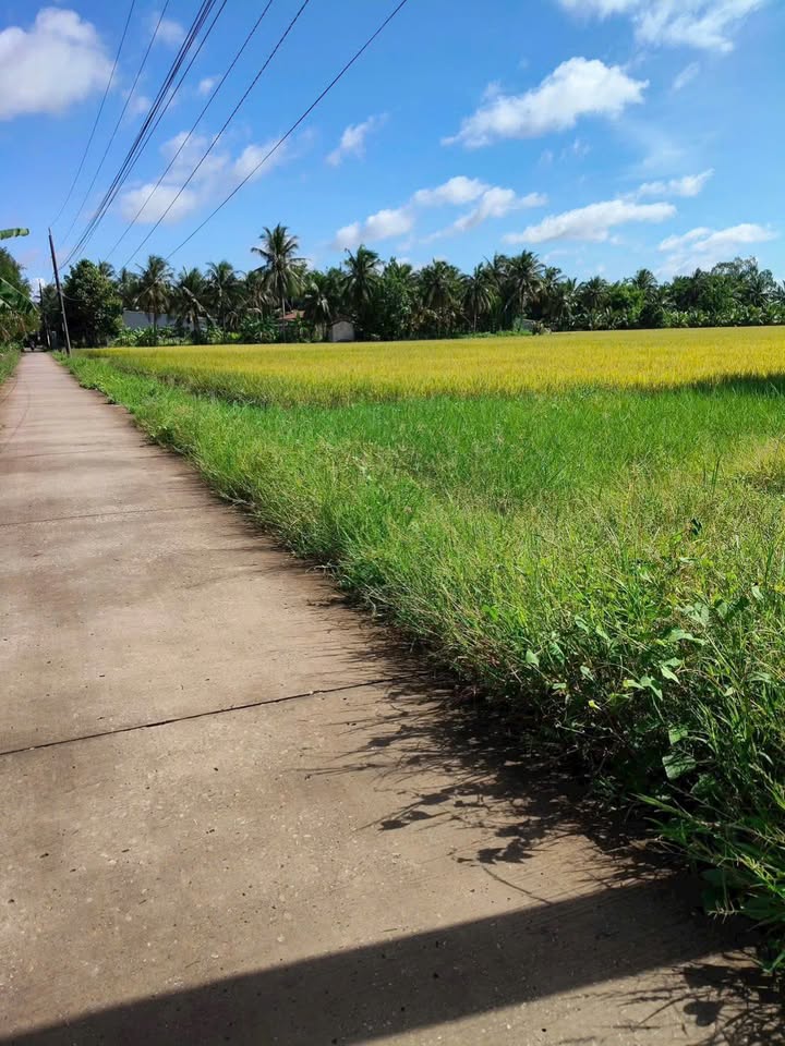 Bán 20.000m² Đất Ruộng Sóc Trăng - Giá Tốt, Sổ HĐMB