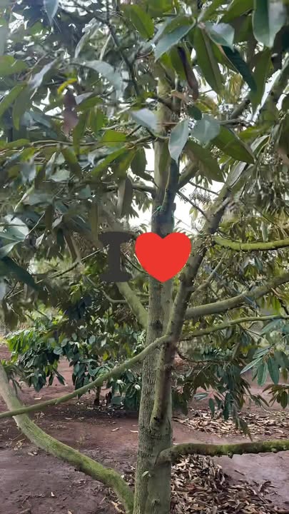 Đất nền Thôn Ea Đun, Ea Kênh, Buôn Ma Thuột 2160m² - Sổ hồng chính chủ