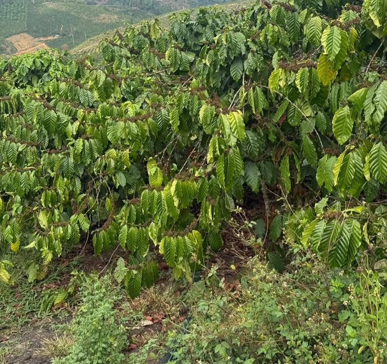 Đất nền Thôn 8 Tân Thanh 15.000m² – Đường lớn, ô tô vào tận nơi!