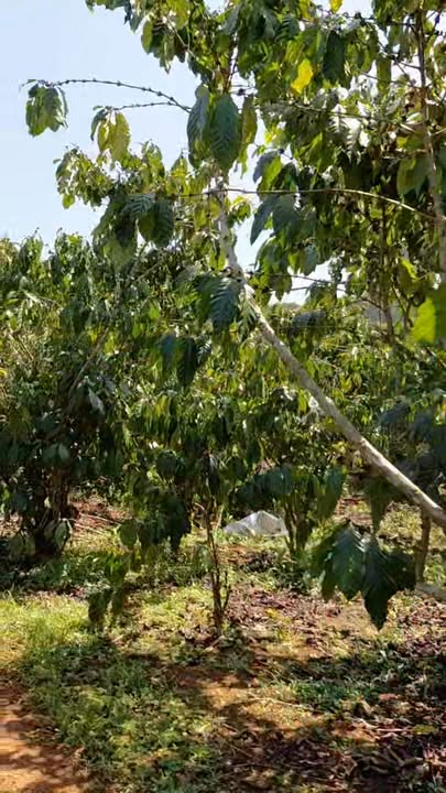 Đất nền Lộc Ngãi Bảo Lâm 1.2 hecta - Sổ đỏ chính chủ, giá tốt!