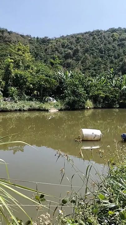 Farm 1.8ha Đinh Trang Hòa, Di Linh 20 tỷ - Tiềm năng đầu tư dài hạn!