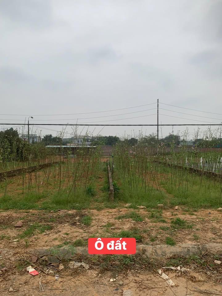 Đất nền Phú Thọ 200m² - Sổ đỏ thổ cư, ô tô vào tận nơi