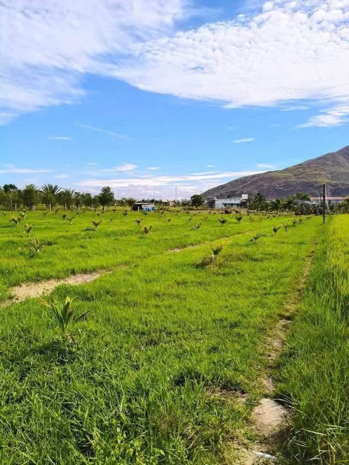 Đất nền Hàm Đức, Bình Thuận 3400m² giá 680 triệu - Sổ đỏ chính chủ