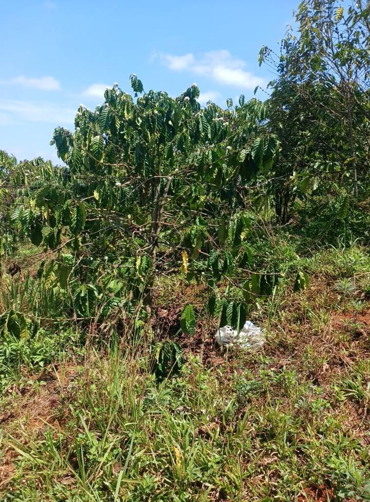 Đất vườn Đắk Ha Đắk Nông 2520m² 1.4 tỷ - Sinh thái xanh