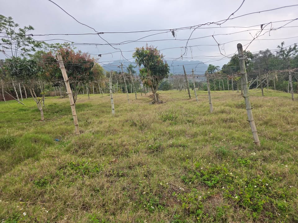 Đất nền Mộc Châu 1400m² chỉ 3.x tỷ - Xây dựng tự do!