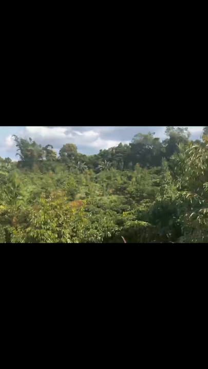 Đất nền Tân Thanh Phúc Thọ 18000m² - Sổ đỏ chính chủ!