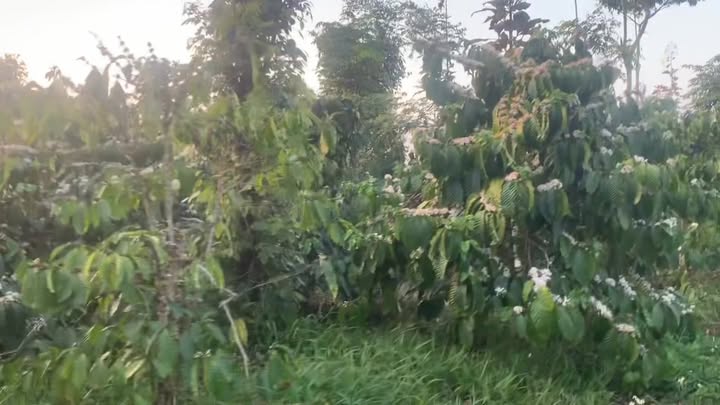 Đất vườn Quảng Phú, Đạ Tẻh 13.000m² - Nguồn thu ổn định 3.3 tỷ