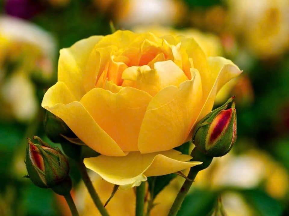 Đất Vuông Vức 70m² - Hẻm An Phú Đông 9, Q12 - 4.33 Tỷ