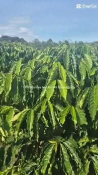 Đất nền Phúc Tân 1.4ha giá 7 tỷ - Sổ hồng chính chủ!