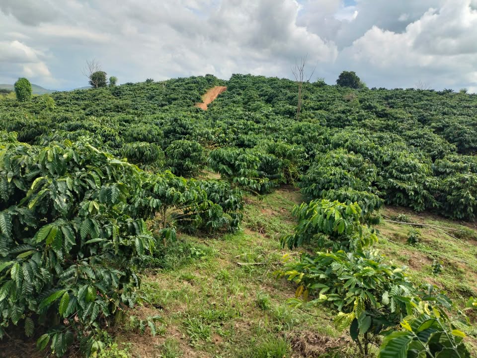 Đất Vườn 1.7ha Quảng Hòa, Lâm Hà 4 tỷ - Cơ hội đầu tư dài hạn!