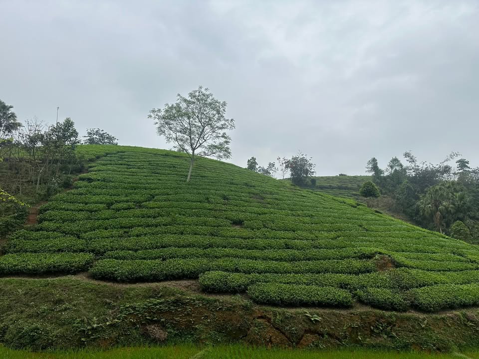 Đất Nền Đồi Chè Long Cốc Phú Thọ 1200m² - Giá Đầu Tư 2xx Triệu