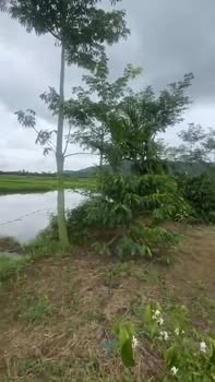 Đất nền Đắk Kang, Krông Pắc 1260m² - Tiềm năng tăng giá vượt trội!