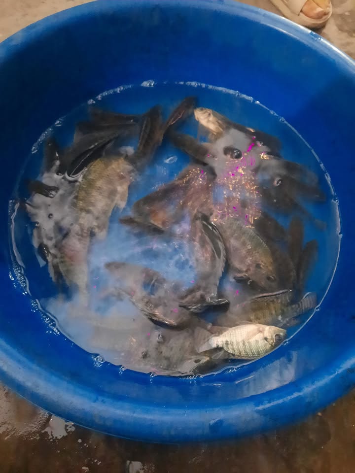 Đất nền Trần Lãm, Thái Bình 50m² - Ngõ ô tô thông thoáng!