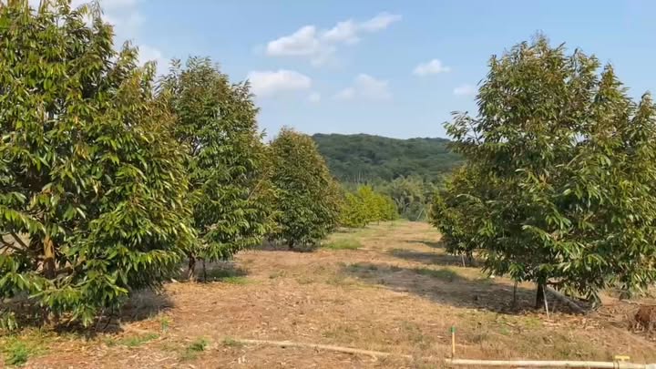 Đất vườn Đak Ơ, Bù Gia Mập 4.5ha - Sinh thái xanh, sổ hồng sẵn!