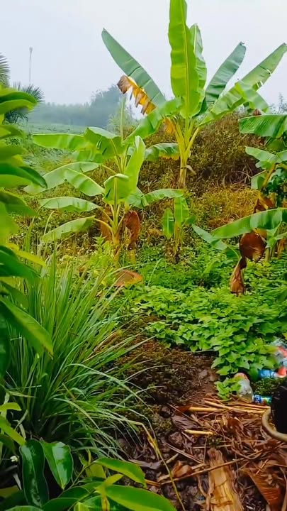 Nhà vườn Vĩnh Tân 240m² 670 triệu - Sổ đỏ chính chủ