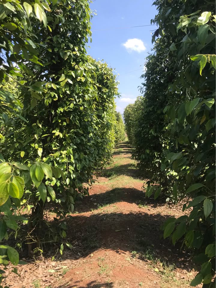 Đất Vườn Ea H'leo - 5300m² Bám Mặt Tiền Đường, Thu Nhập Khủng Từ Tiêu & Sầu Riêng