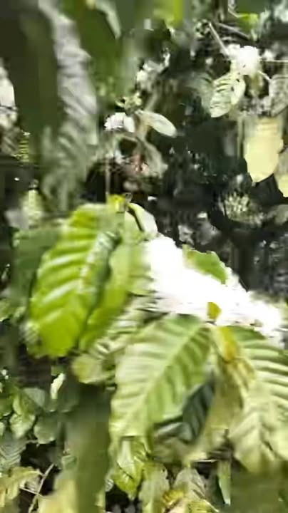 Đất nền Di Linh 400m² - Sổ đỏ chính chủ, ô tô vào tận nơi!