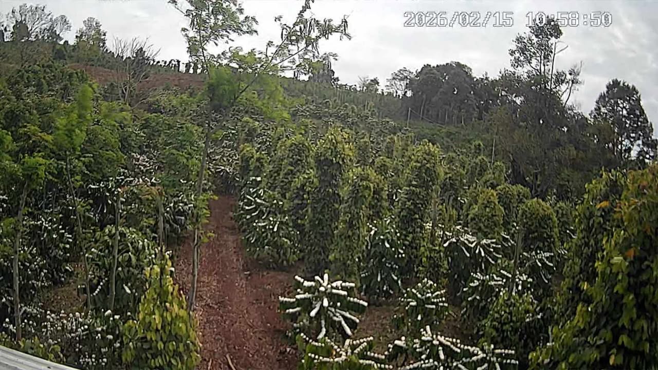 Bán Gấp Farm 1ha Đắk Nông - Nguồn Thu Ổn Định, Sổ Hồng Sẵn Sàng