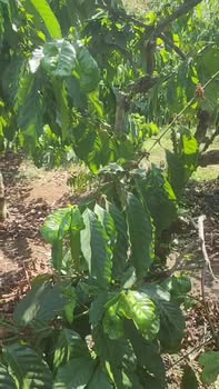 Bán Đất Vườn 1.8 Tỷ Tại Chư Prông, Gia Lai - 12ha Ôm Suối