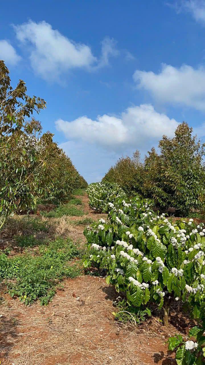 Đất Vườn Đắk Lắk 5000m² - Trồng Sầu Riêng, Cafe Sẵn Sàng Đầu Tư