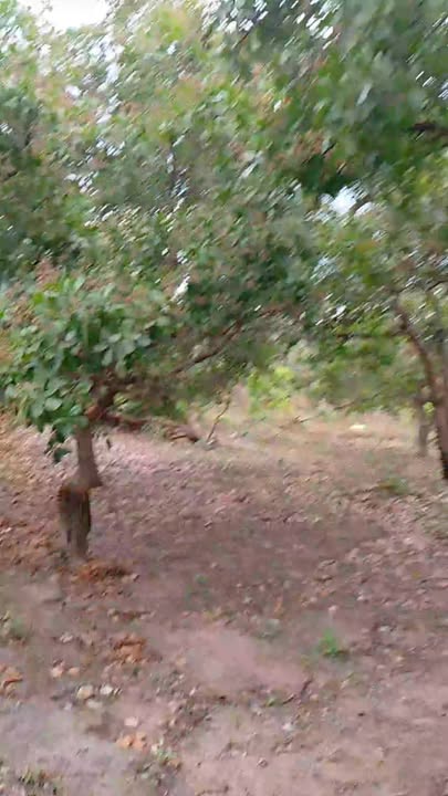 Đất vườn Ia Kriêng, Đức Cơ 2.4ha - Sổ đỏ chính chủ