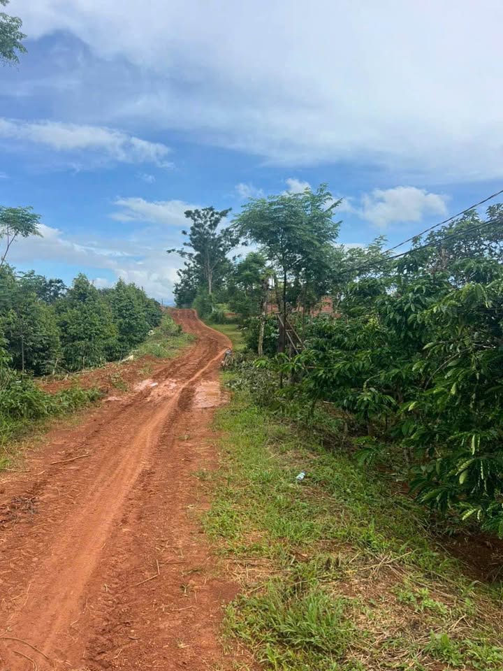 Bán Gấp Rẫy Cà Phê Tiêu Đak Nia 1.2ha - Thu Nhập Ổn Định 3.3 Tỷ