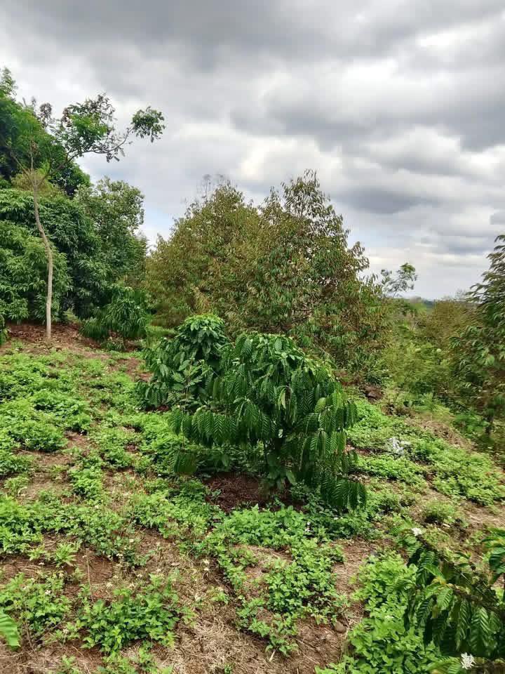 Bán Gấp 4.6 Sào Đất Vườn Đắk Lắk - Trồng Sầu Riêng, Cà Phê