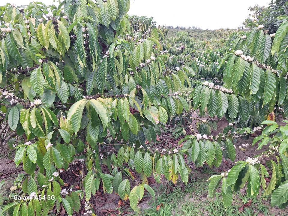 Bán đất 3220m² Thị trấn Di Linh, Lâm Đồng - Có 400m² thổ cư, cafe tốt