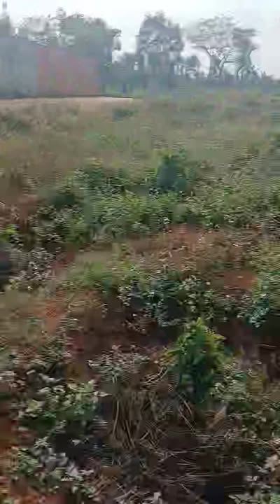 Đất nền Kon Chiêng, Mang Yang 2ha - Tiềm năng tăng giá lớn!