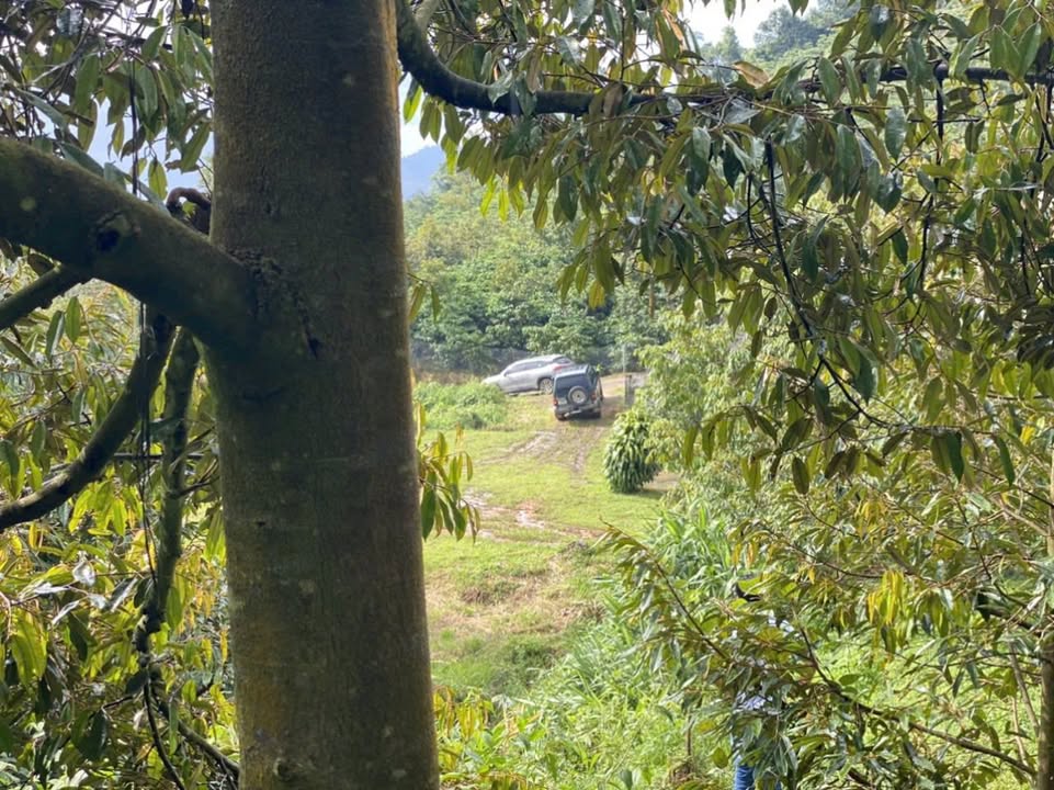 Bán Gấp Farm 2.4ha Bảo Lâm, Lâm Đồng - Vườn Cafe, Cây Ăn Trái, Sổ Đỏ