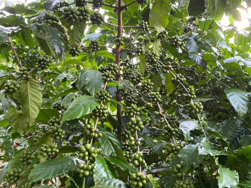 Đất Vườn Lộc Thành 18000m² - View Trung Tâm, Sổ Đỏ, Giá Thỏa Thuận