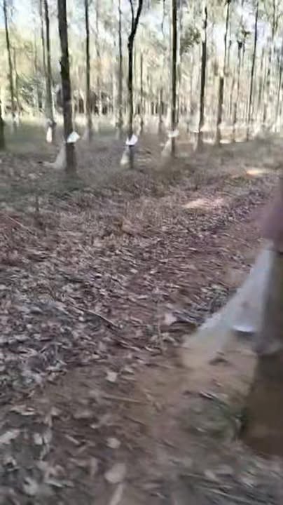 Đất nền 6ha K' Dang, Đăk Đoa - Tiềm năng tăng giá vượt trội!