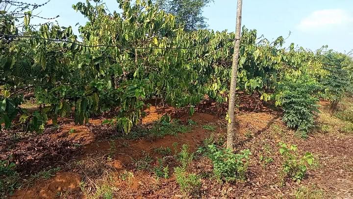 Đất Vườn 25200m² - Xã Ia Blang, Chư Sê, Gia Lai - Sẵn Điện 3 Pha, Giá Thỏa Thuận