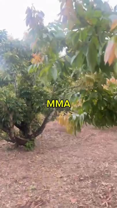 Đất vườn Lục Ngạn 1.778m² – Nghỉ dưỡng lý tưởng, sổ đỏ sẵn!