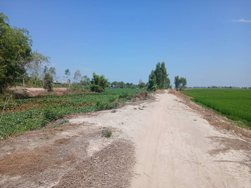 Đất Ruộng Tân Công Sính, Tam Nông 33.000m² - Pháp lý rõ ràng!