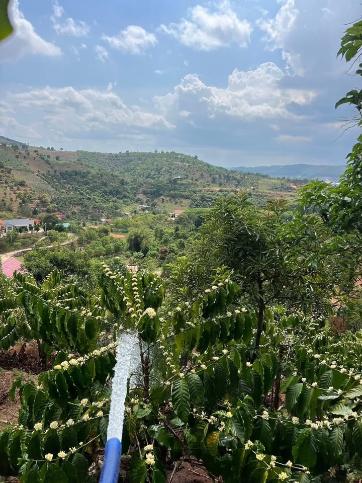 Bán Gấp Đất Vườn 2232m² Tại Nam Ban, Lâm Đồng - Giá Tốt 2.17 Tỷ