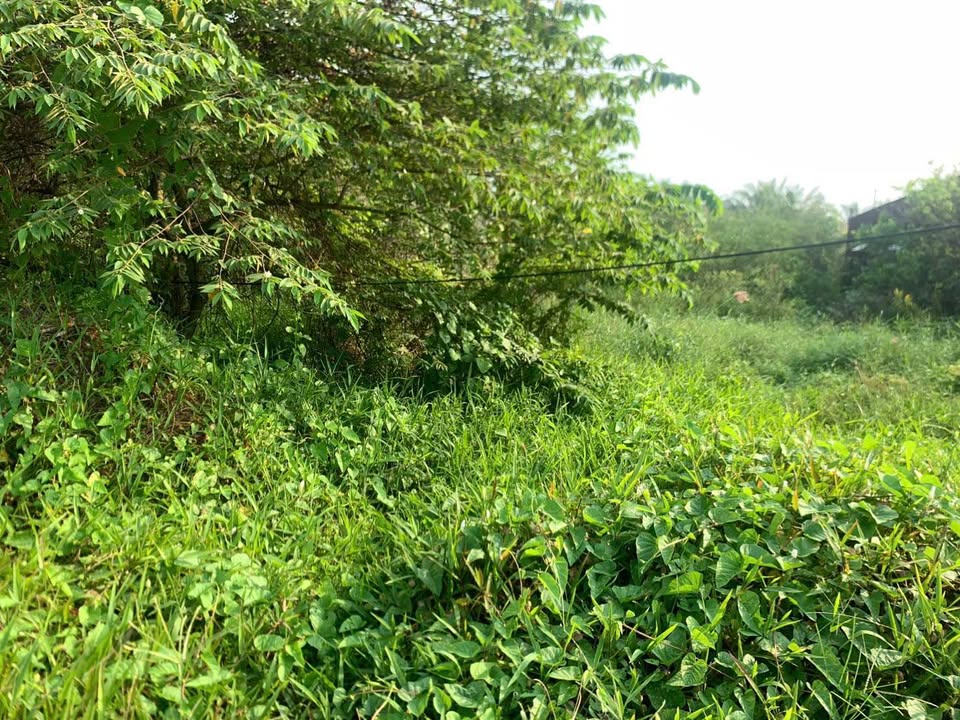 Bán Đất Cây Lâu Năm Cờ Đỏ, Cần Thơ - 975m² Giá Tốt, Sổ Hồng Chính Chủ