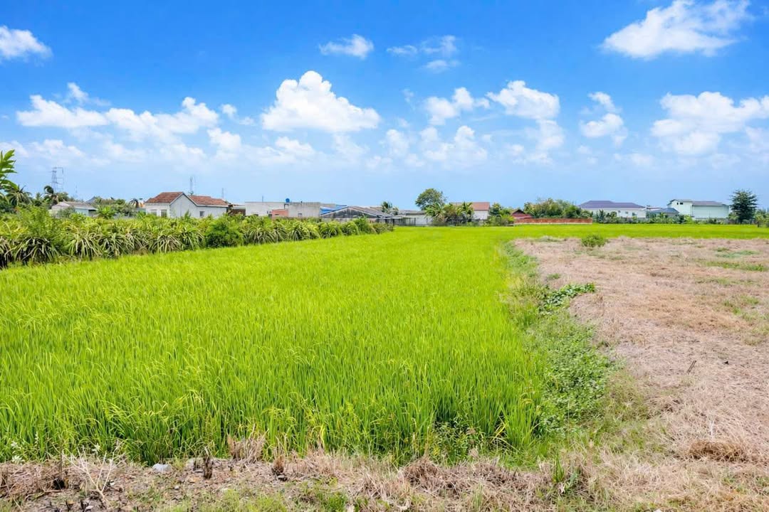 Đất nền Nguyễn Thị Lầu Tân Trụ 147m² 895 triệu - Sổ đỏ chính chủ!