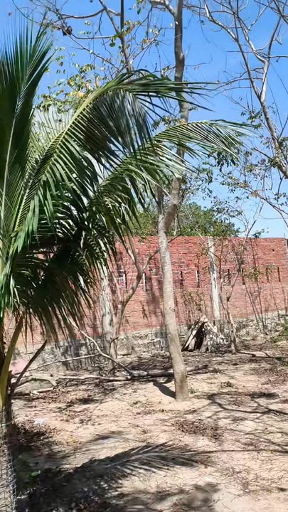 Đất nền Trần Nhật Duật Cần Giờ 1000m² - Tiềm năng tăng giá vượt trội!