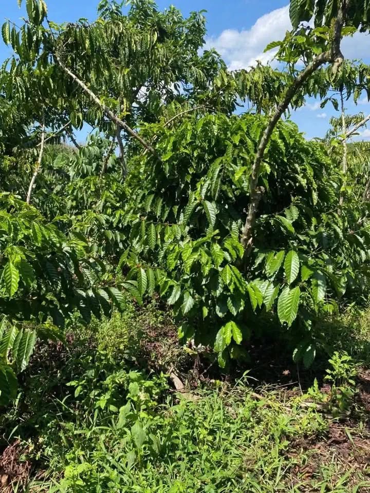 Bán đất 1280m² Lộc An, Bình Dương - Giá 1.85 tỷ, Sẵn Sàng Xây Dựng