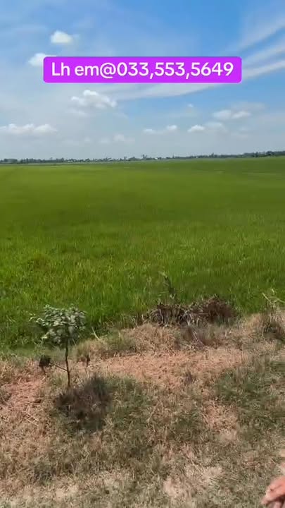 Đất vườn Kiến Tường 5 mẫu 7.5 tỷ - Sổ hồng rõ ràng