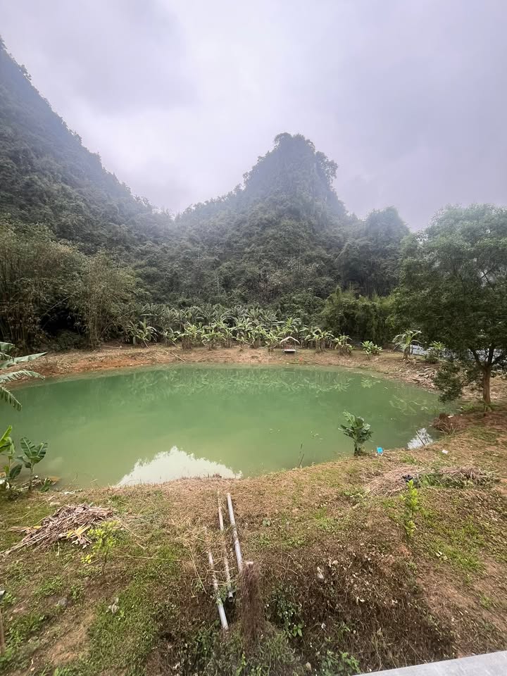 Đất vườn Ninh Hải 9000m² - Nghỉ dưỡng lý tưởng giữa lòng thiên nhiên!