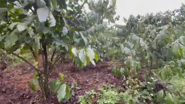 Đất nền Bảo Lâm 7300m² giá 3.3 tỷ - Sổ đỏ chính chủ